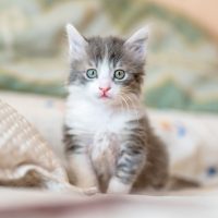 かわいい猫に癒されたい時におすすめの写真集。思わず笑顔になる最新本20選