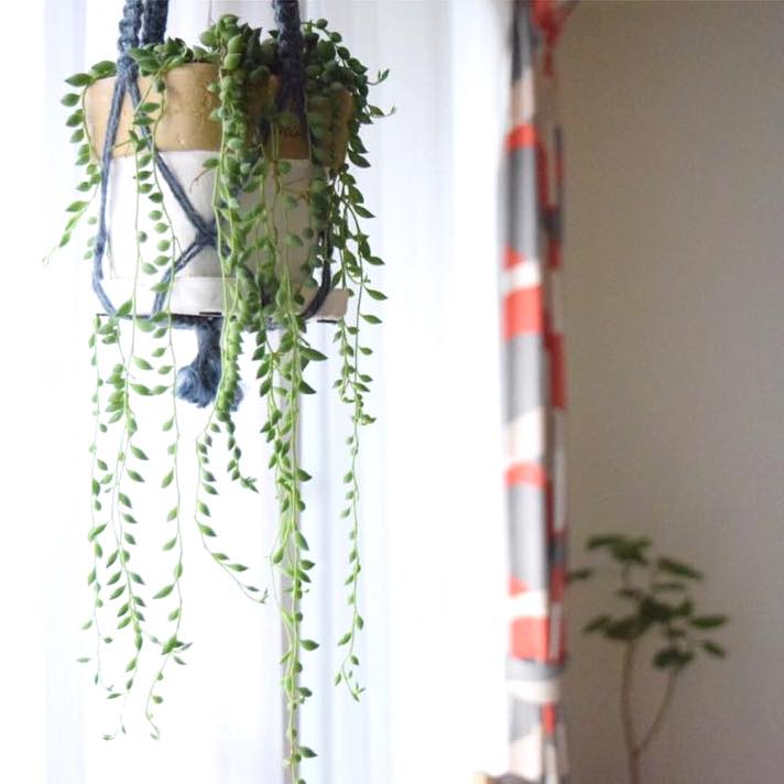寝室におすすめの観葉植物って？人気の種類やおしゃれな置き方をレクチャーします