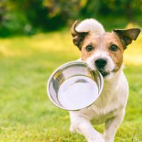 犬を飼うならまずこの準備！初心者さんでも安心してワンちゃんを迎えるために