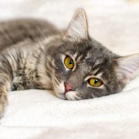 猫を安心してお留守番させるために。ストレスにならない環境作りのポイントとは