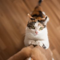 猫が爪とぎをする理由は様々！飼い主なら知っておきたい習性と防止方法をご紹介