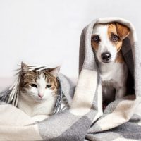 ペットも安全に守るために。万が一の地震のために飼い主が備えるべき事前対策3つ