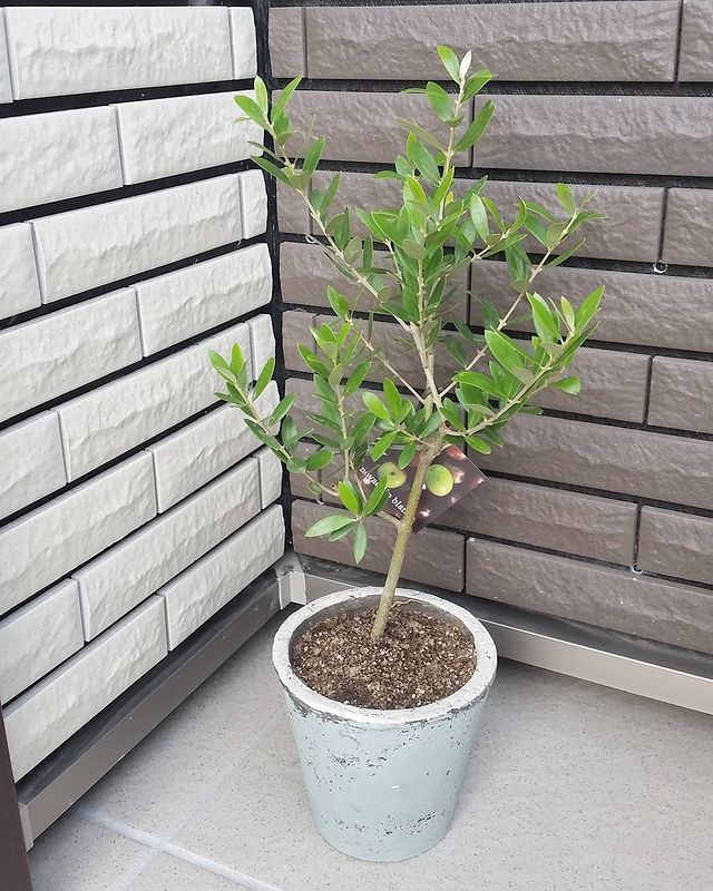 小さな鉢植えに植えたオリーブの木の配置