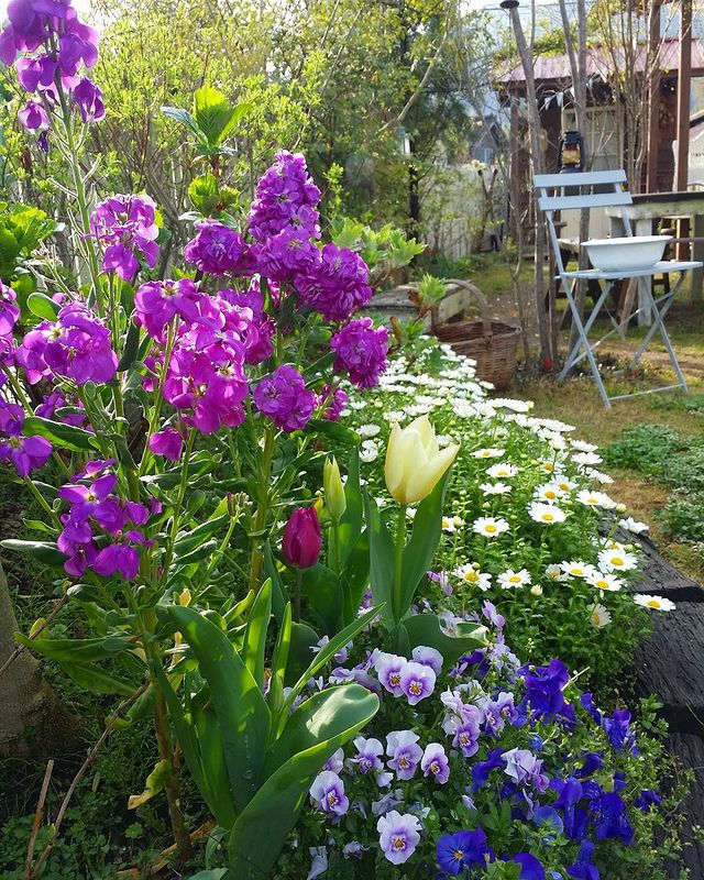 秋まきの一年草！背が高い冬の花ストック