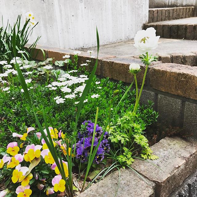 多種類の植物でガーデニングを楽しむ花壇