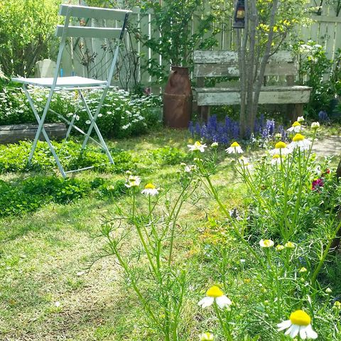 ハーブの鉢植えの花壇9