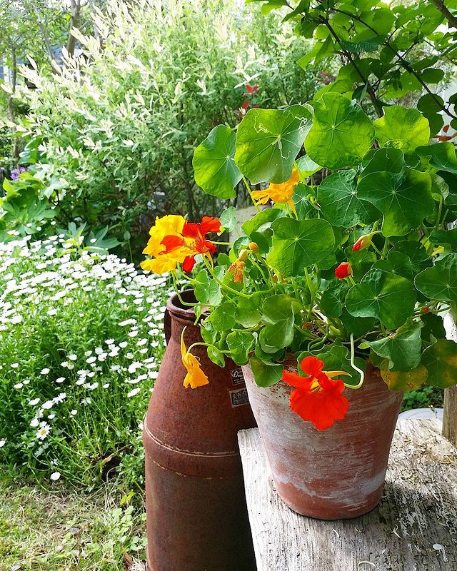 ビビッドな花の鉢植えの庭