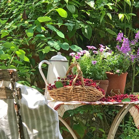 ティーパーティー風の鉢植えの庭