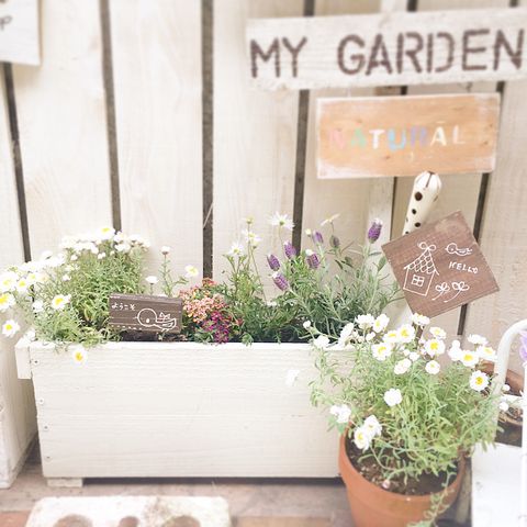 ハーブの鉢植えの花壇2