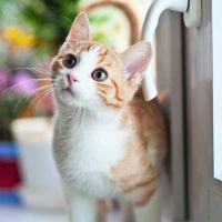 可愛くて思わず見たくなるおすすめの猫映画15選。魅力的な洋画・邦画をピックアップ