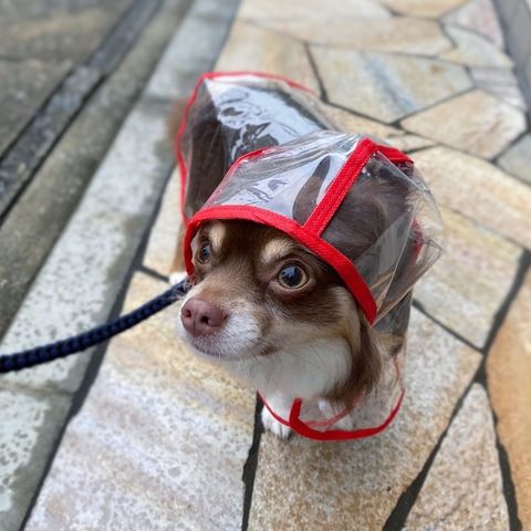 雨の日に重宝するレインコート