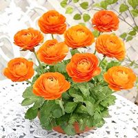 毎年お花を楽しめる多年草のおすすめ15選。ガーデニング初心者も育てやすい品種