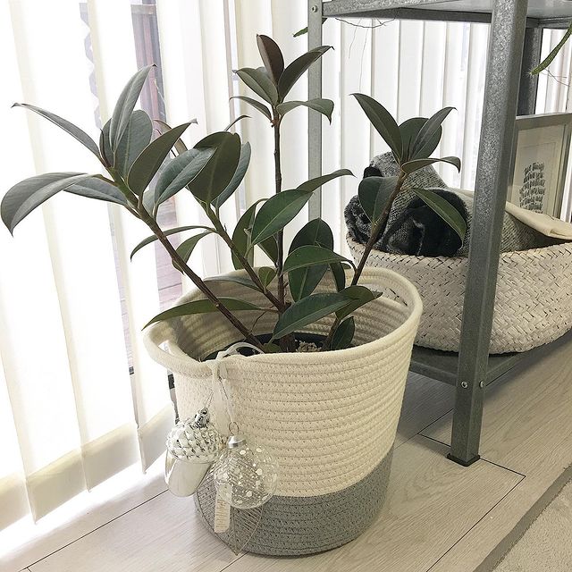 100均グッズ×植物11