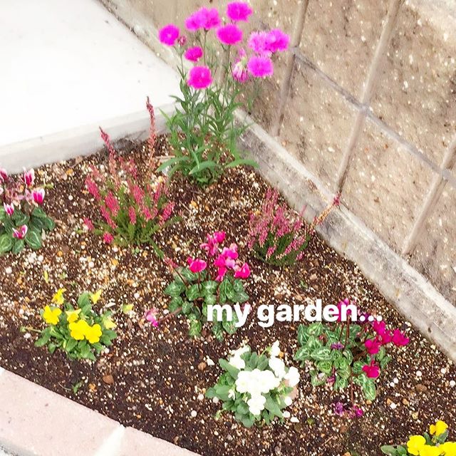 花壇の寄せ植え7