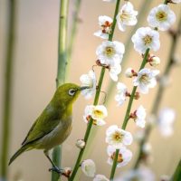 【完全版】1月といえば何がある？季節の行事・風物詩・食べ物・定番の遊びなど一覧化