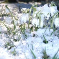 2月といえばどんなイメージ？行事・食べ物・言葉・花など季節を感じる風物詩を一覧化