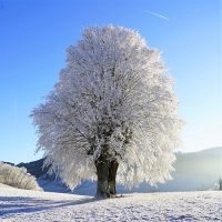 2月の時候の挨拶まとめ。手紙などに使える季節に合わせた書き出しをレクチャー