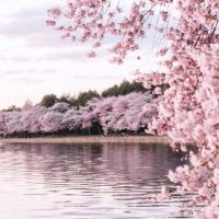 「桜」にまつわる言葉を集めました。かっこいい〜綺麗まで連想する表現をご紹介